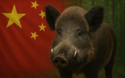 China no cierra sus fronteras: Importaciones porcinas